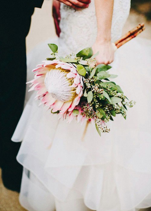پروتاسه گیاهی کمتر شناخته شده اما بسیار زیبا برای گل دست عروس